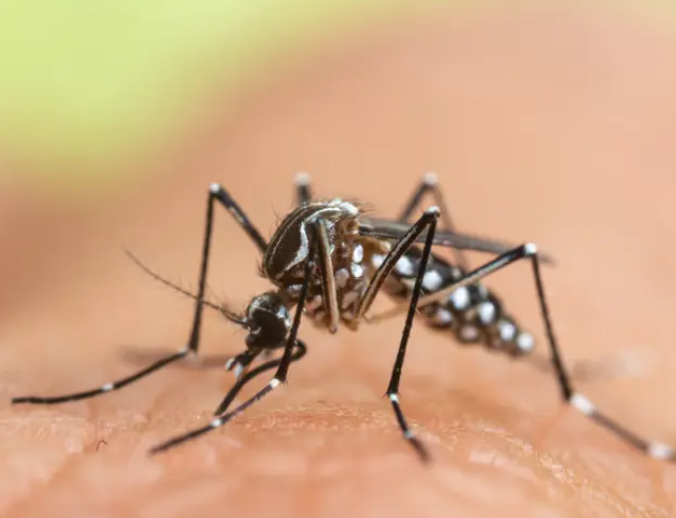 خوفاً من أثارها السلبية..إيقاف حملة لمكافحة البعوض جنوب فرنسا