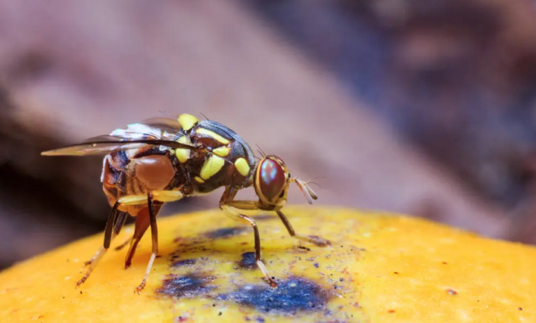 خطر حقيقي من انتشار ذبابة آكلة الفاكهة "شديدة الضرر" في فرنسا