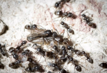 يأكلون كل شيء ويمضعون كابلات الانترنت... نوع جديد من النمل ينتشر في فرنسا