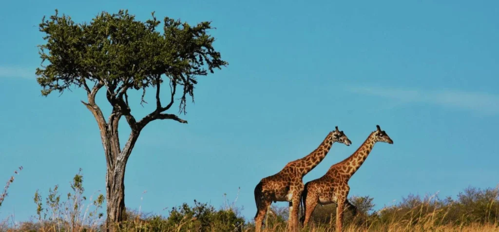 الحياة في جنوب أفريقيا