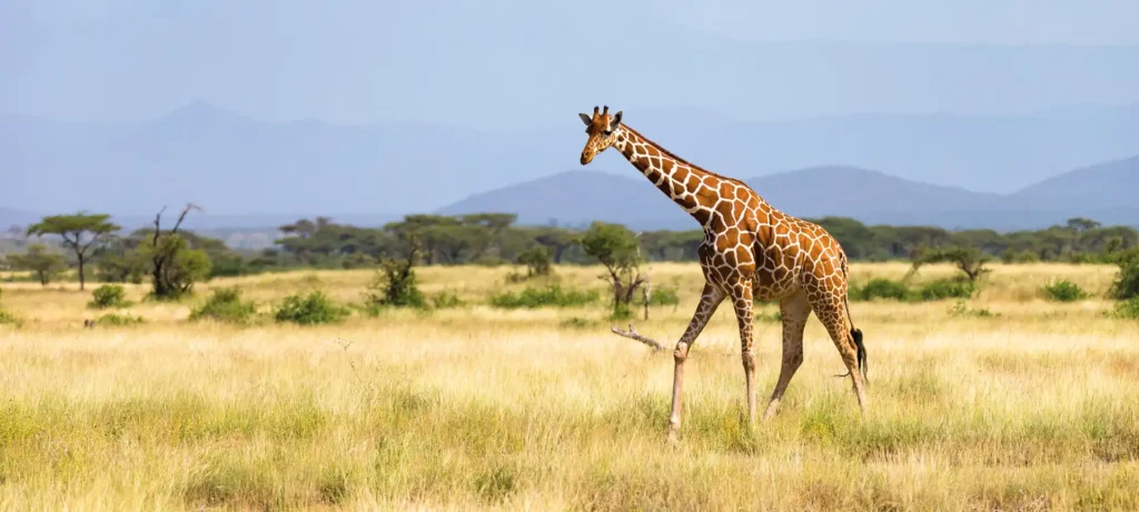حقائق مذهلة عن قارة إفريقيا