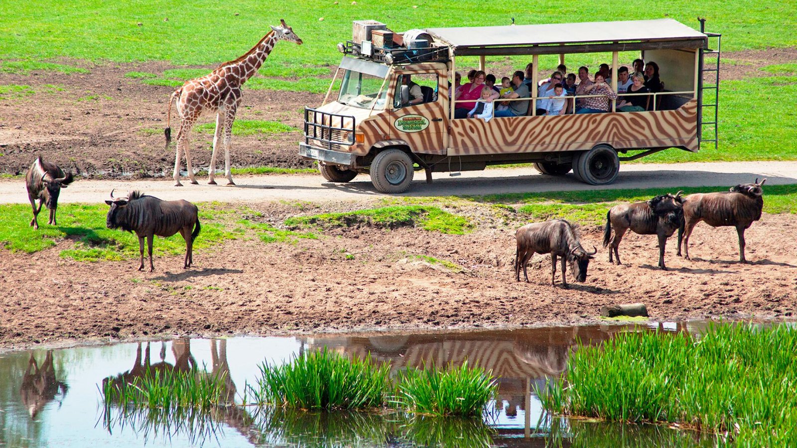 حديقة سيرينجيتي في هودينهاغن Serengeti Park